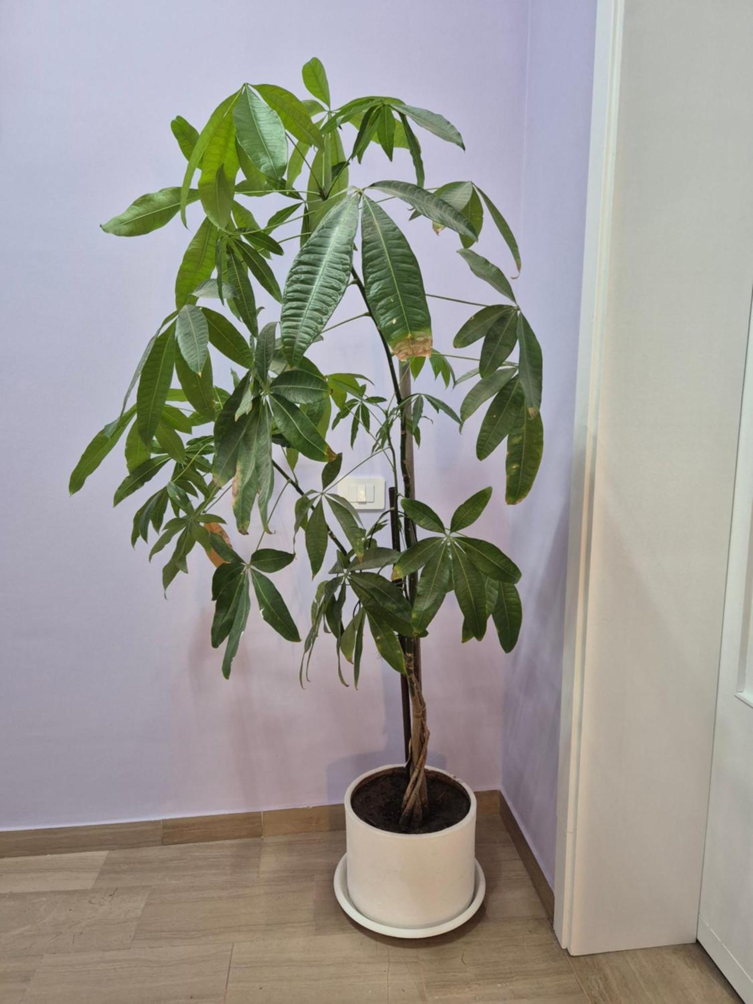 Il Sogno Degli Angeli Apartment